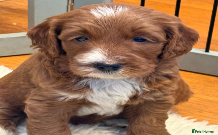 Mixed Breed dogs - Advert 4