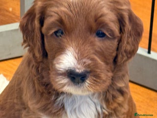 Mixed Breed dogs - Advert 2