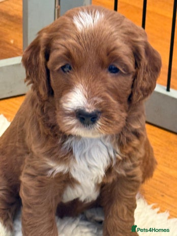 Mixed Breed dogs - Advert 2