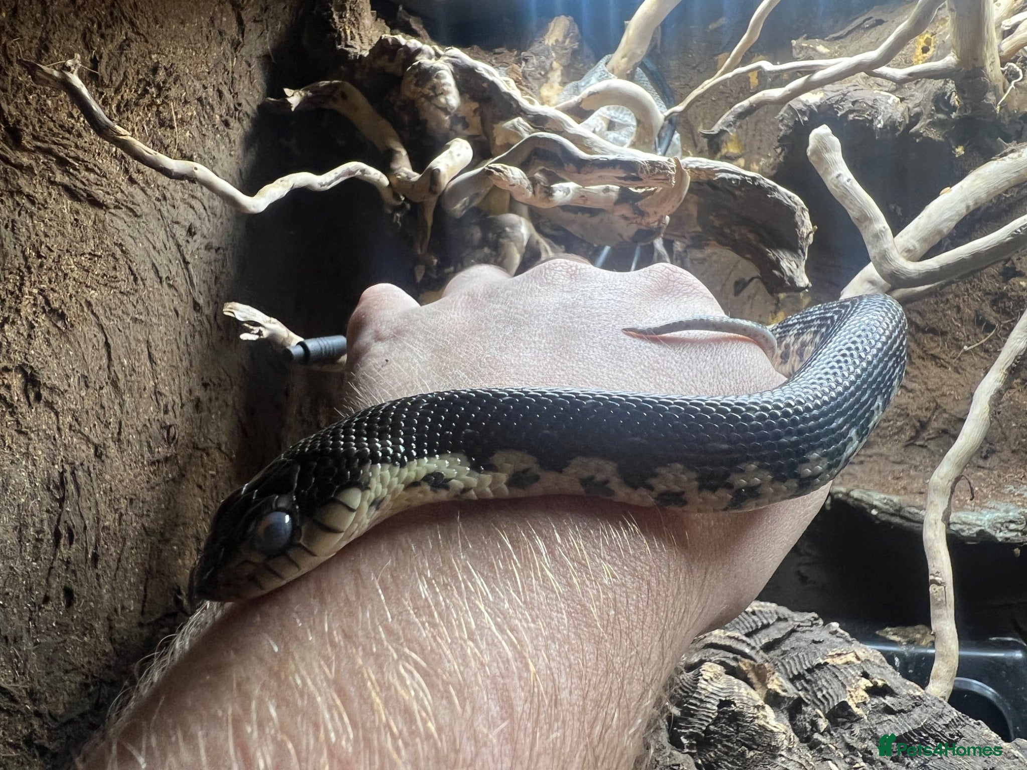 Snake reptiles CB2025 Giant Madagascan Hognose - Advert 1