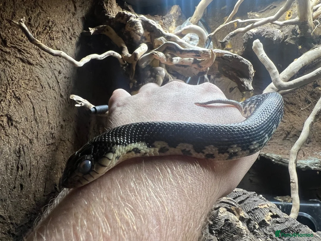 Snake reptiles for sale: CB2025 Giant Madagascan Hognose in Canterbury - Advert 1