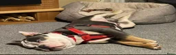 Olde English Bulldogge dogs for sale: Paddy the bull dog - Advert 4