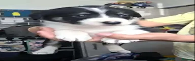 Border Collie 2