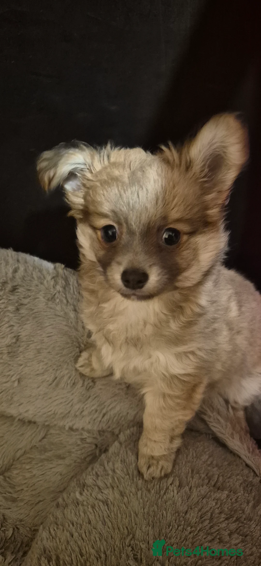 Chihuahua dogs for sale: Gorgeous Pedigree Chi Boy - Advert 5