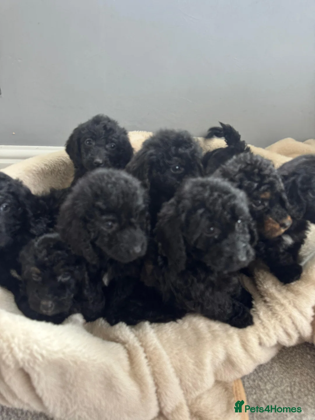 Cockapoo dogs for sale: F1 cockapoo puppies  - Advert 18
