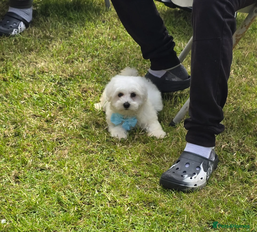 Maltese dogs for sale: 🐾Only 1 boy left🐾 - Advert 2