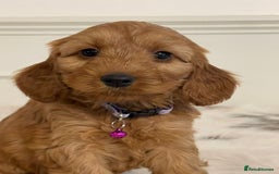 Cockapoo dogs for sale: Adorable F1 Cockapoo Puppies  - Image 8