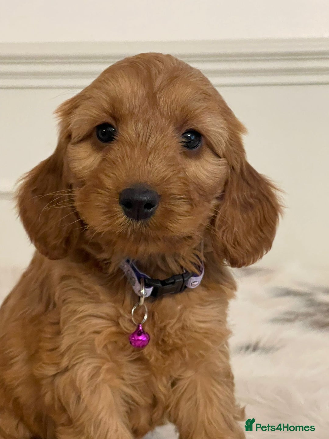 Cockapoo dogs for sale: Adorable F1 Cockapoo Puppies  - Image 8