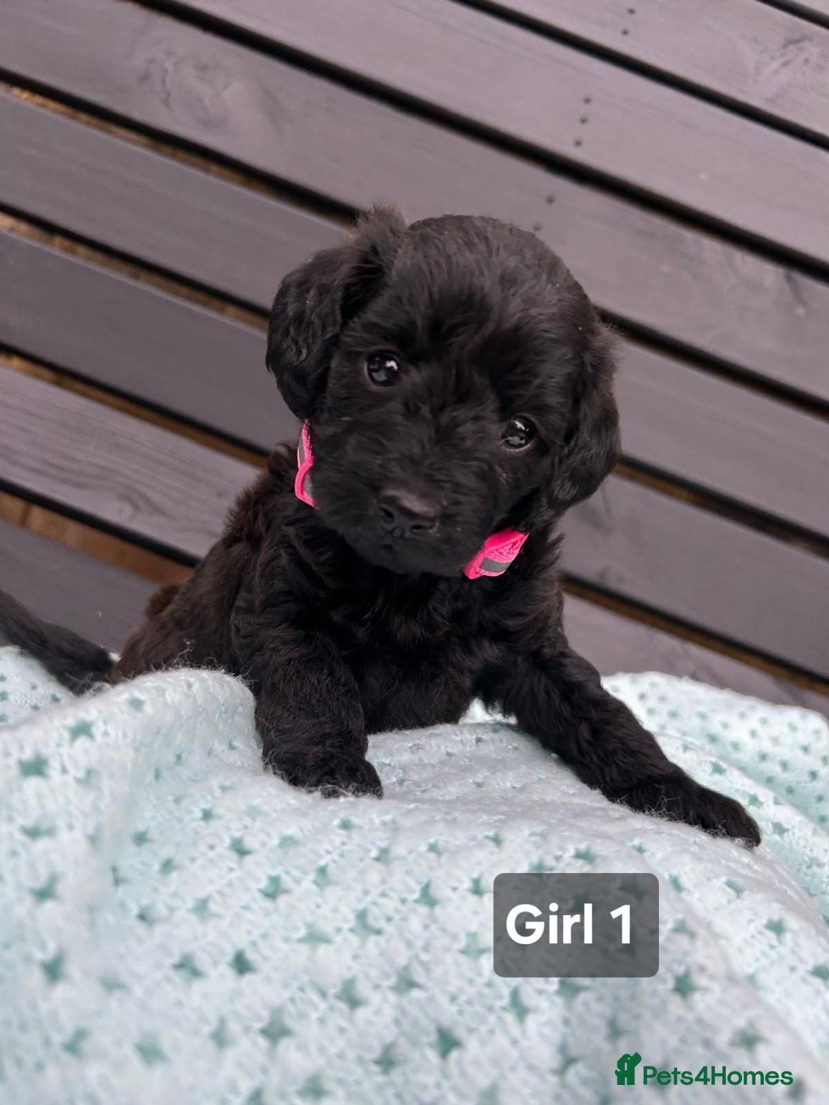 Labradoodle dogs Adorable Miniture F1B Labradoodle puppies - Advert 2