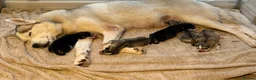 Siberian Husky dogs for sale: BEAUTIFUL KC REGISTERED SIBERIAN HUSKY PUPPIES - Advert 29