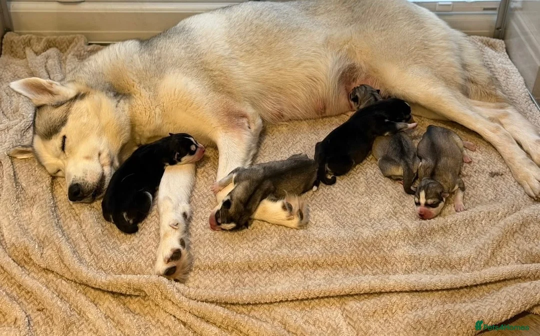 Siberian Husky dogs for sale: BEAUTIFUL KC REGISTERED SIBERIAN HUSKY PUPPIES - Advert 29