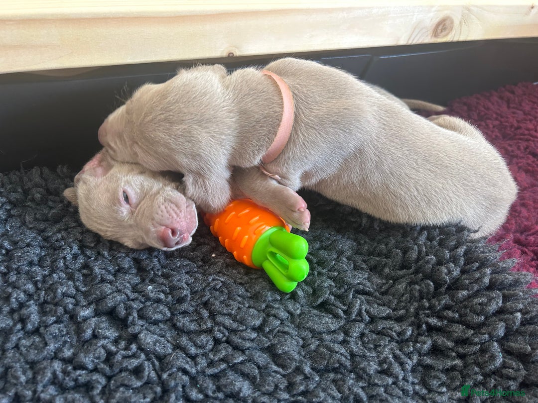 Weimaraner dogs for sale: Exceptional litter of Weimaraner puppies  - Image 22