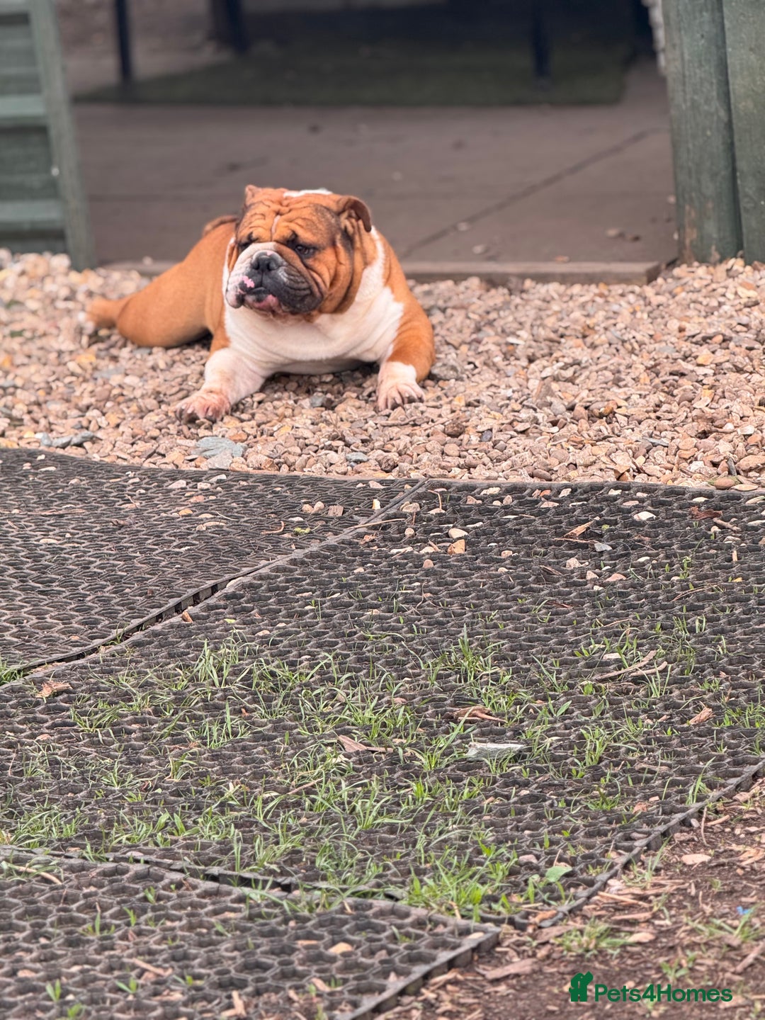 English Bulldog dogs for stud: Stunning Red/white English bulldog for stud  - Advert 9