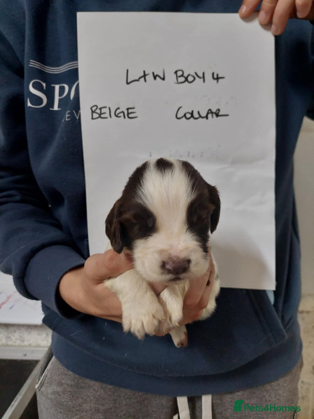 Sprocker dogs for sale: Sprocker ( Springer x Cocker ) pups for sale - Image 24