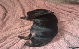 Cocker Spaniel dogs for sale: Cocker spaniels - Image 10