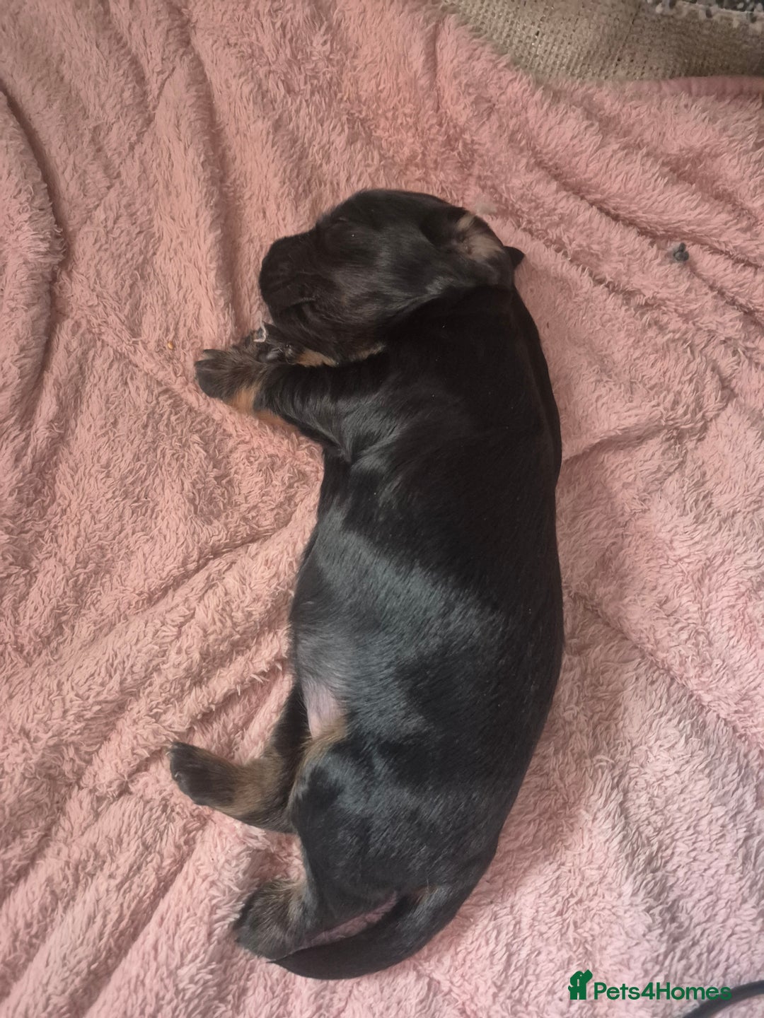 Cocker Spaniel dogs for sale: Cocker spaniels - Image 10