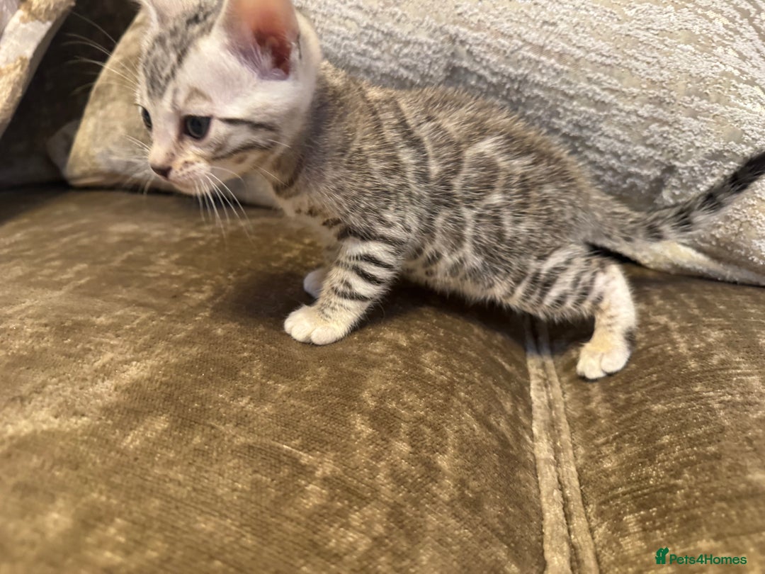 Bengal cats for sale: Exceptional TICA Registered Bengals- Champion Line - Advert 19