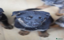 German Shepherd dogs for sale: German Shepherd Puppies - Image 5