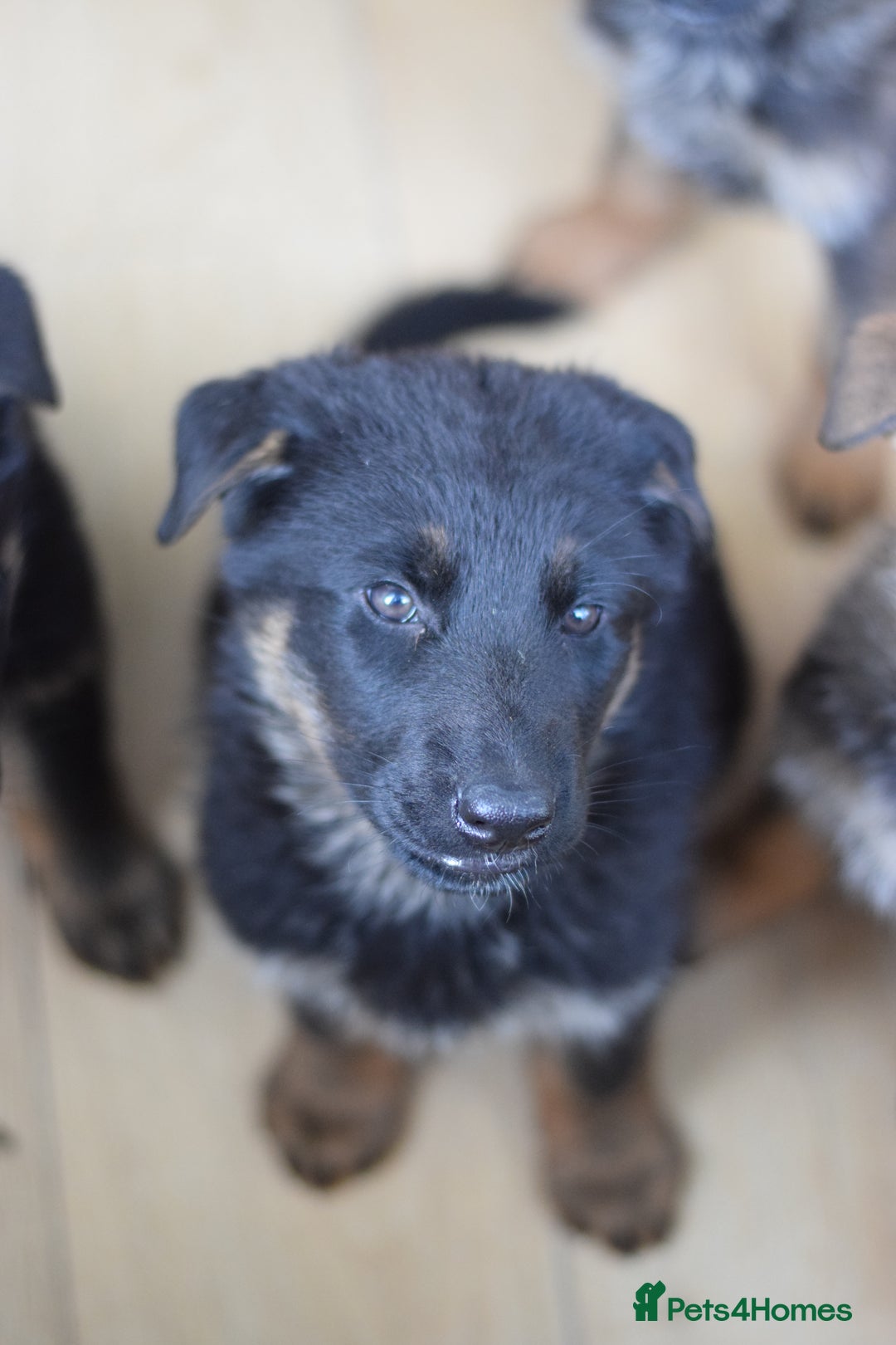 German Shepherd dogs for sale: German Shepherd Puppies - Image 5