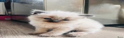 Ragdoll cats for sale: 2 beautiful ragdolls ready for their forever home - Advert 9