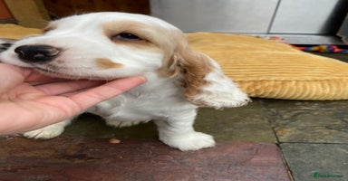 Cocker Spaniel dogs - Advert 9