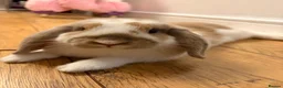 Mini Lop rabbits for sale: Male mini lop for rehome  in Chester-le-Street - Advert 2