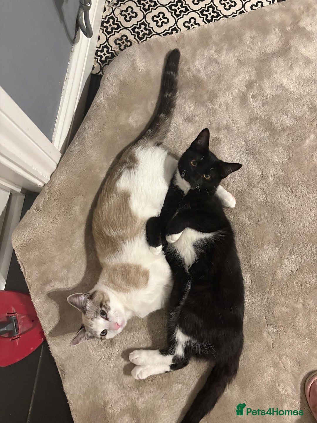 Mixed Breed cats for sale: Adorable Egyptian mau and Ragdoll mix kittens - Advert 4