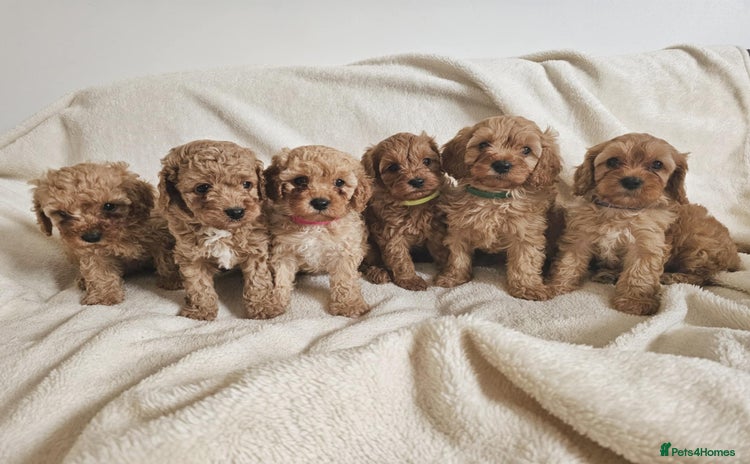 Cavapoo dogs - Advert 1