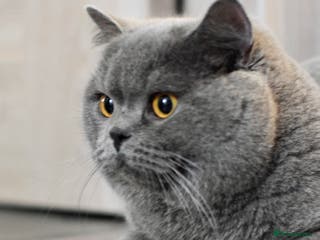 British Shorthair cats Amazing blue BSH in Corby - Advert 7