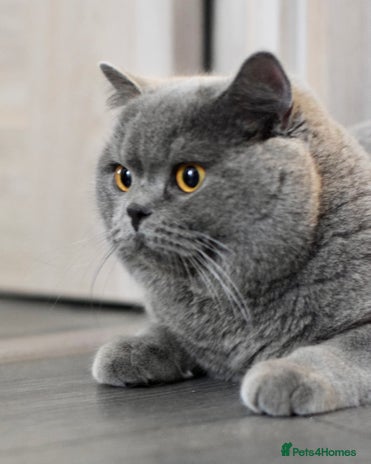 British Shorthair cats in Corby - Advert 9