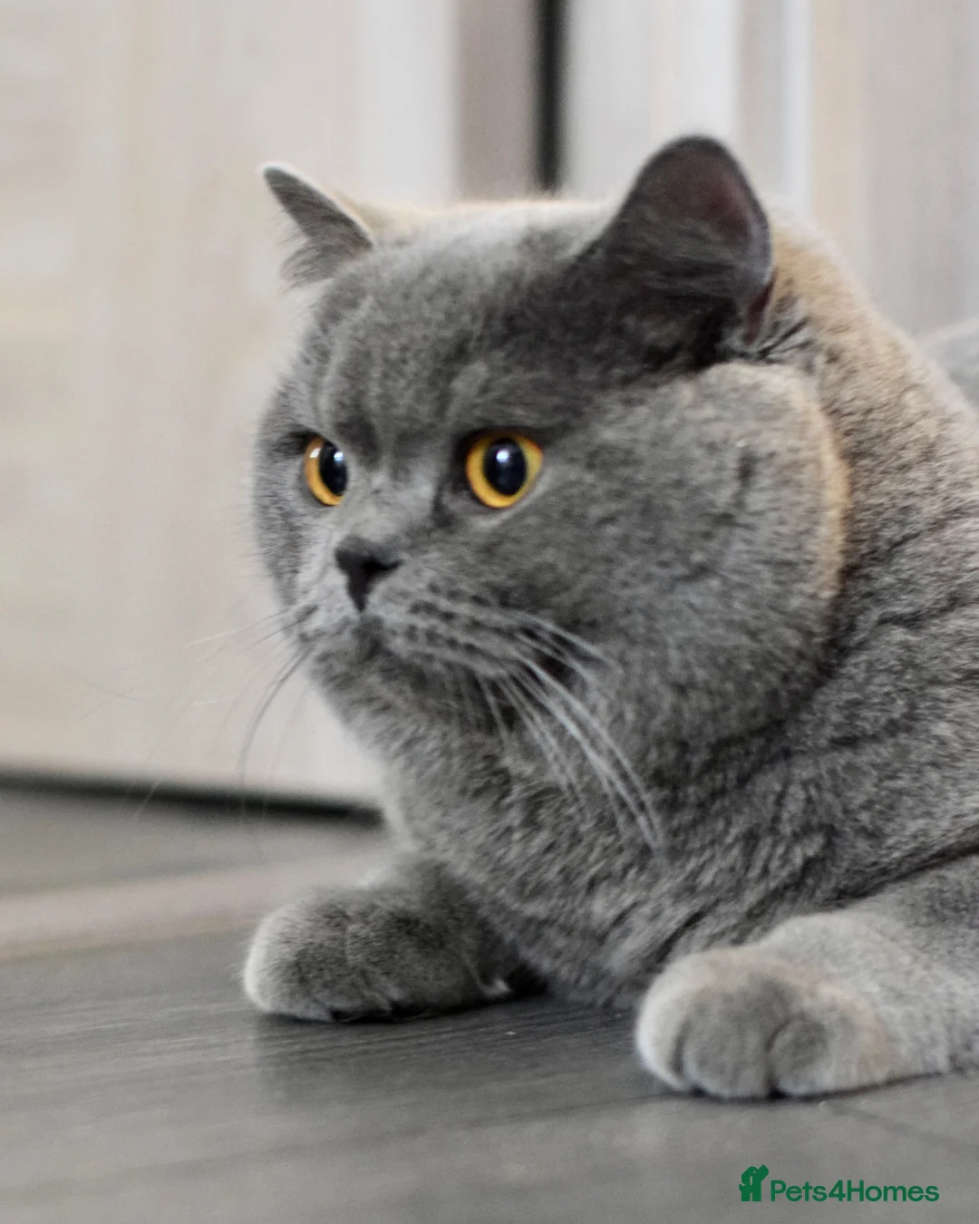 British Shorthair cats for stud: Amazing blue BSH in Corby - Advert 1