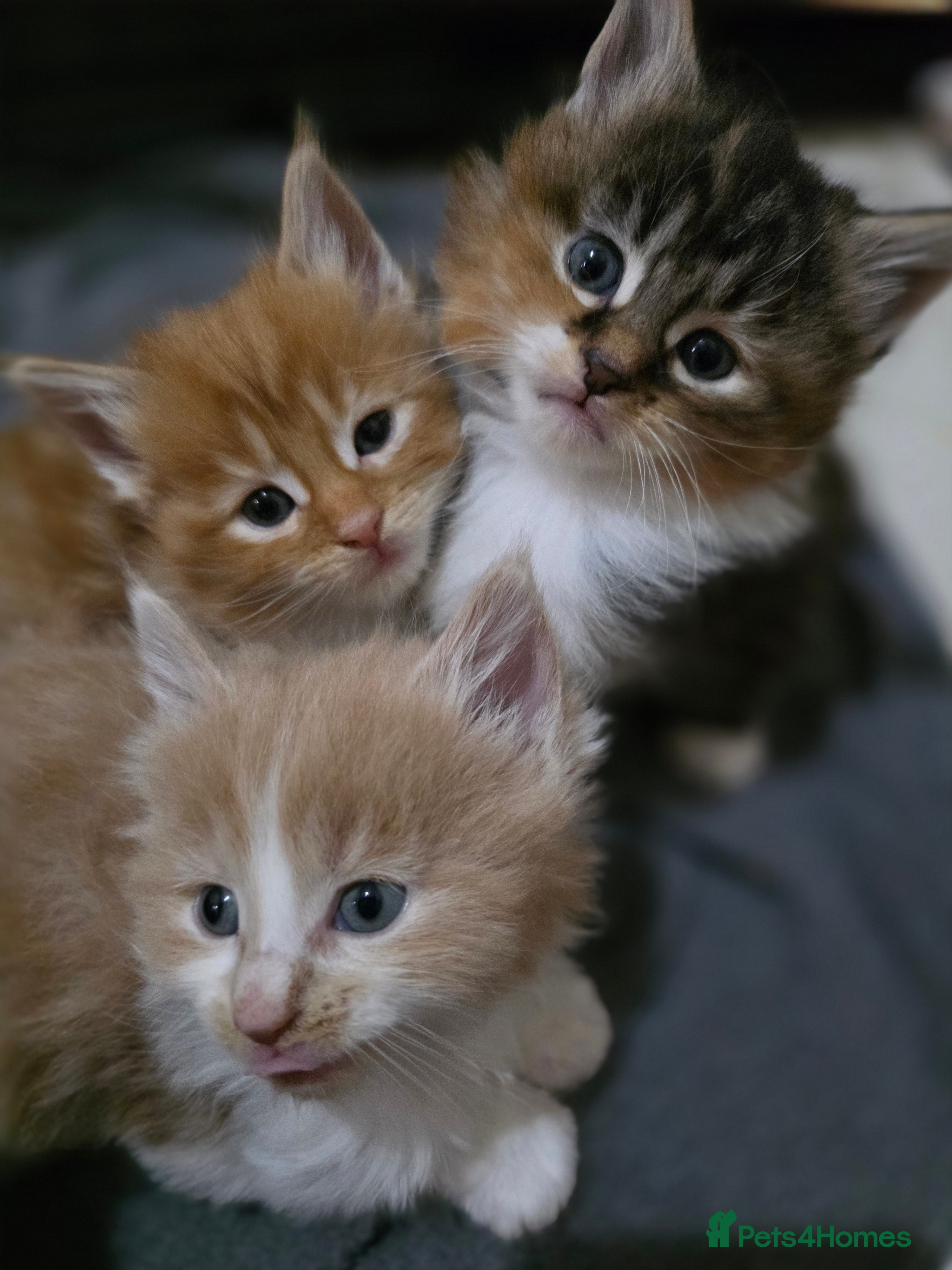 Maine Coon cats Fluffy Maine Coon Kittens for Sale - Advert 17