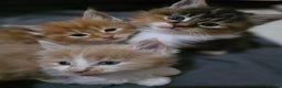 Maine Coon cats for sale: Fluffy Maine Coon Kittens for Sale - Advert 3