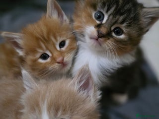 Maine Coon cats Fluffy Maine Coon Kittens for Sale - Advert 4