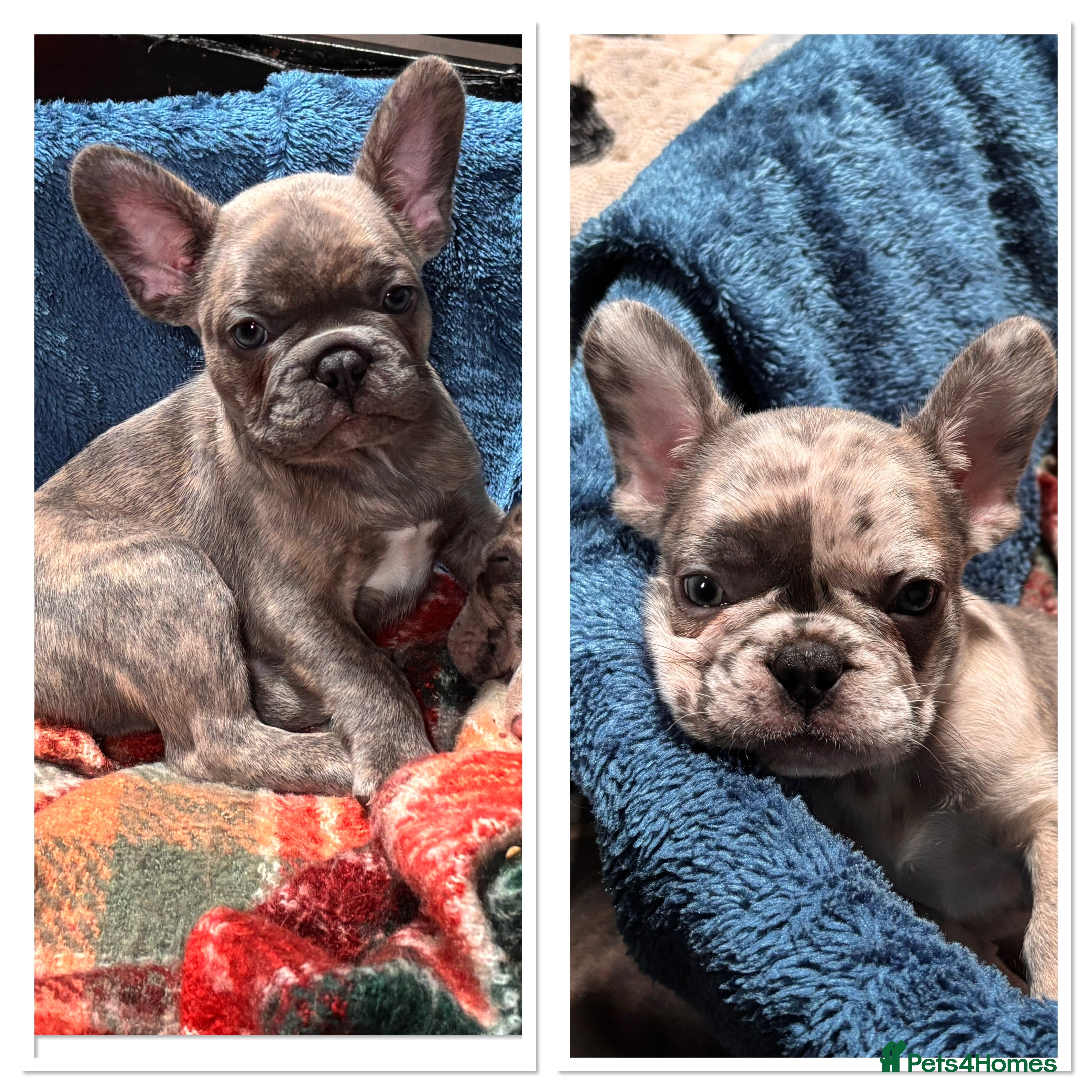 French Bulldog dogs 2 boys ready to leave now  - Advert 2