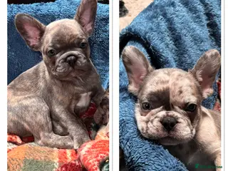 French Bulldog dogs 2 boys ready to leave now - Advert 8