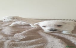 West Highland Terrier dogs for sale: FifeWesties  - Image 3