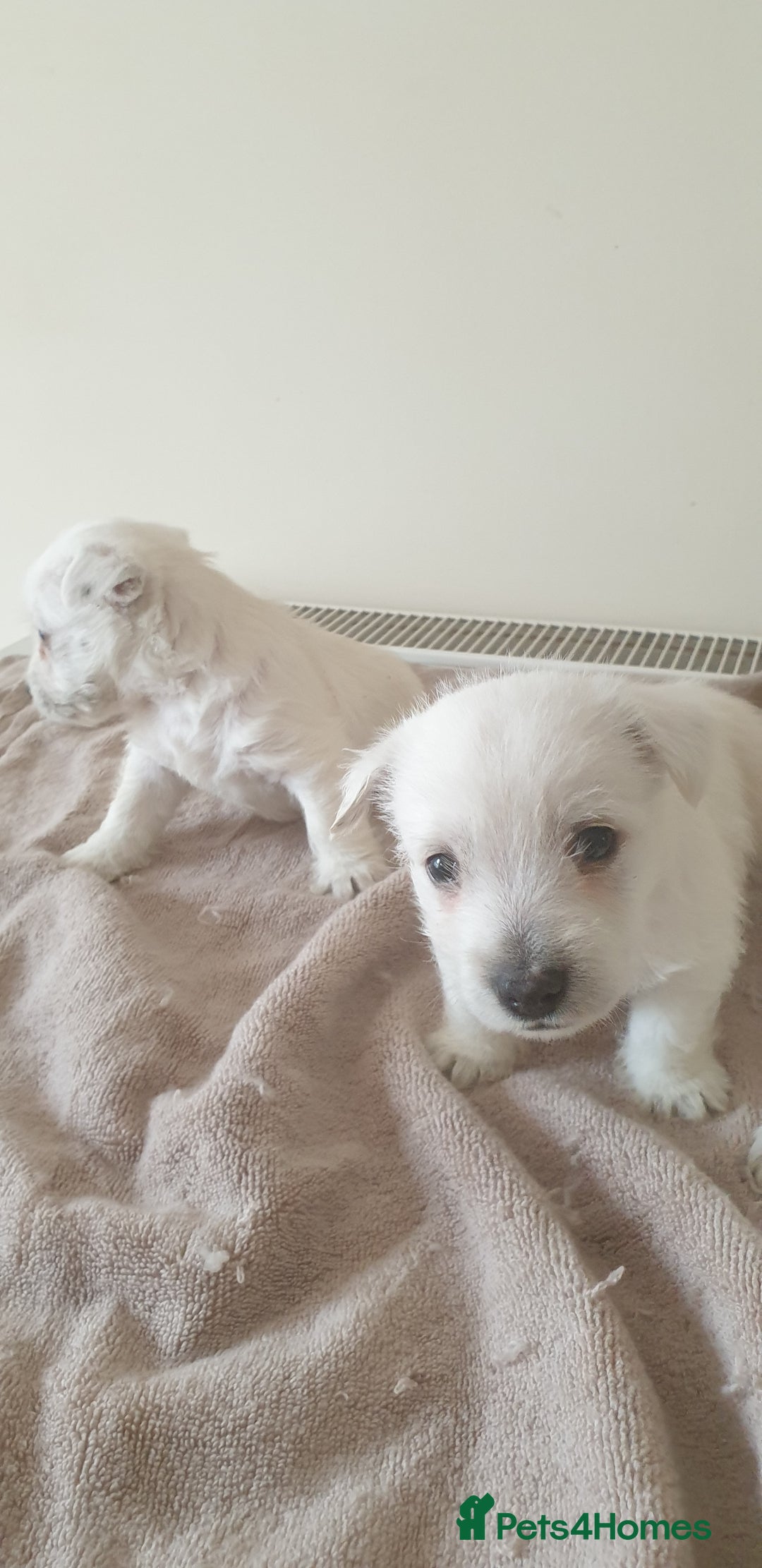 West Highland Terrier dogs for sale: FifeWesties  - Image 3