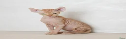 Sphynx cats for sale: Rare tabby champion Sphynx kittens  - Advert 5