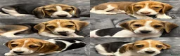 Beagle dogs for sale: 6 girl beagle pups waiting for their forever home in Treharris - Advert 7