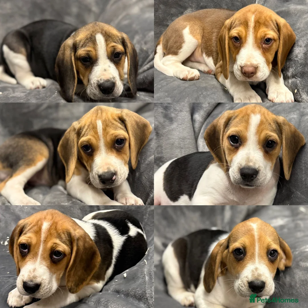 Beagle dogs for sale: 6 girl beagle pups waiting for their forever home in Treharris - Advert 7