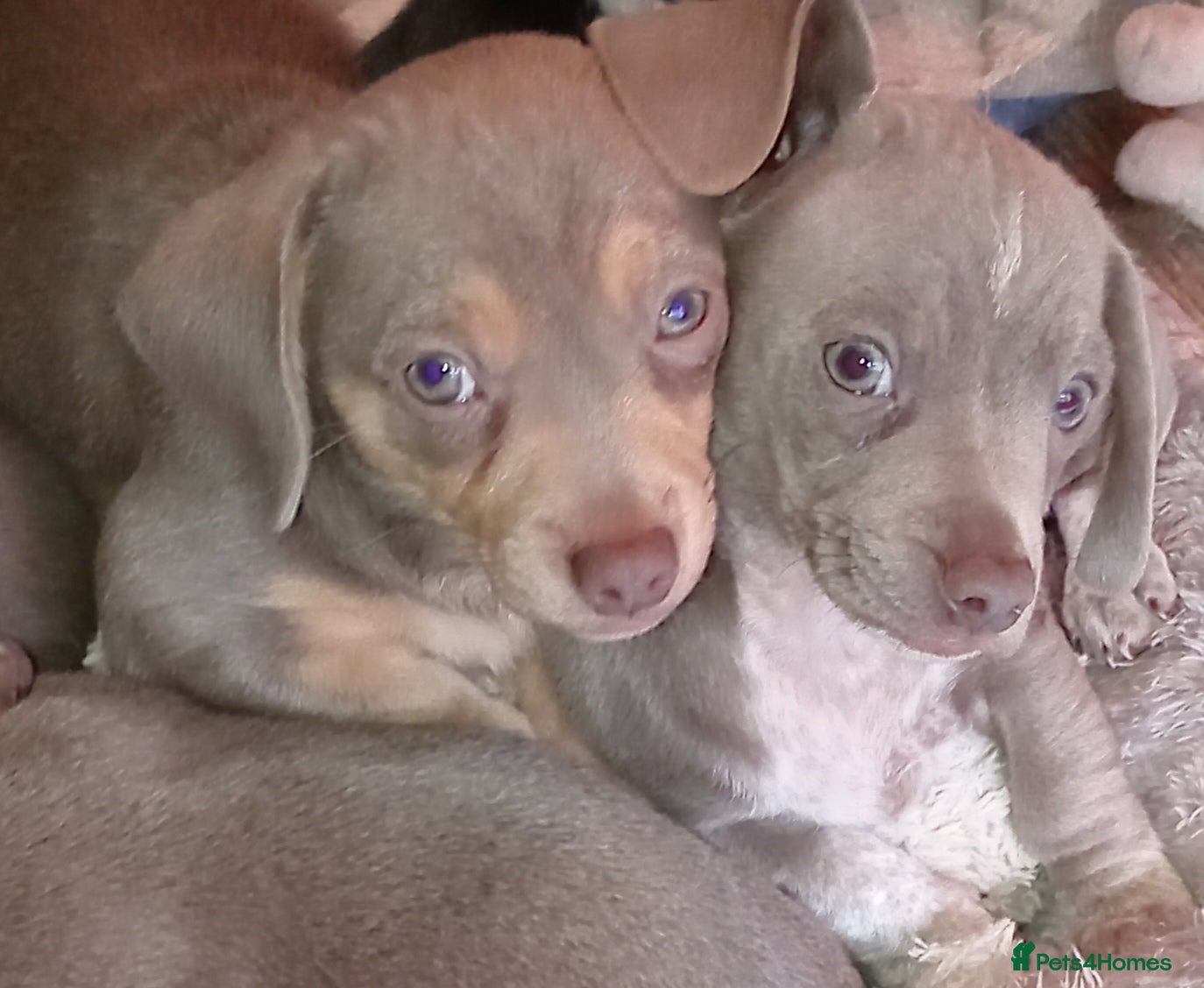 Dachshund dogs Miniature, beautiful colours  - Advert 1