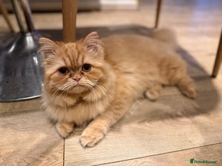 Persian cats for sale - Advert 1