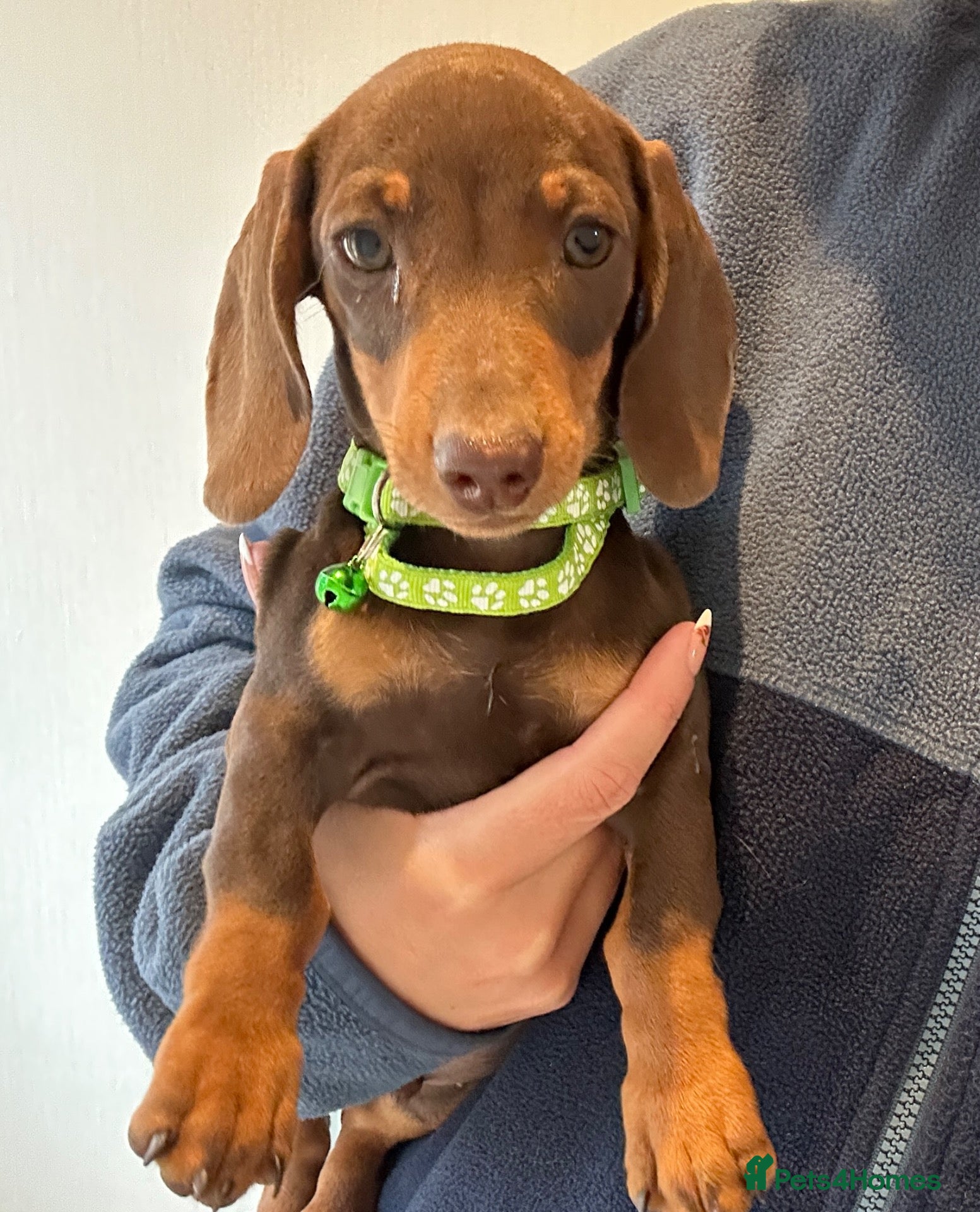 Miniature Dachshund dogs Miniature dachshund puppies  - Advert 1
