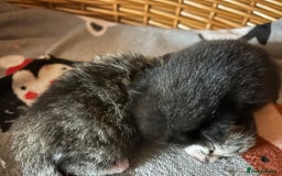 Mixed Breed cats for sale: Gorgeous kittens  - Advert 7