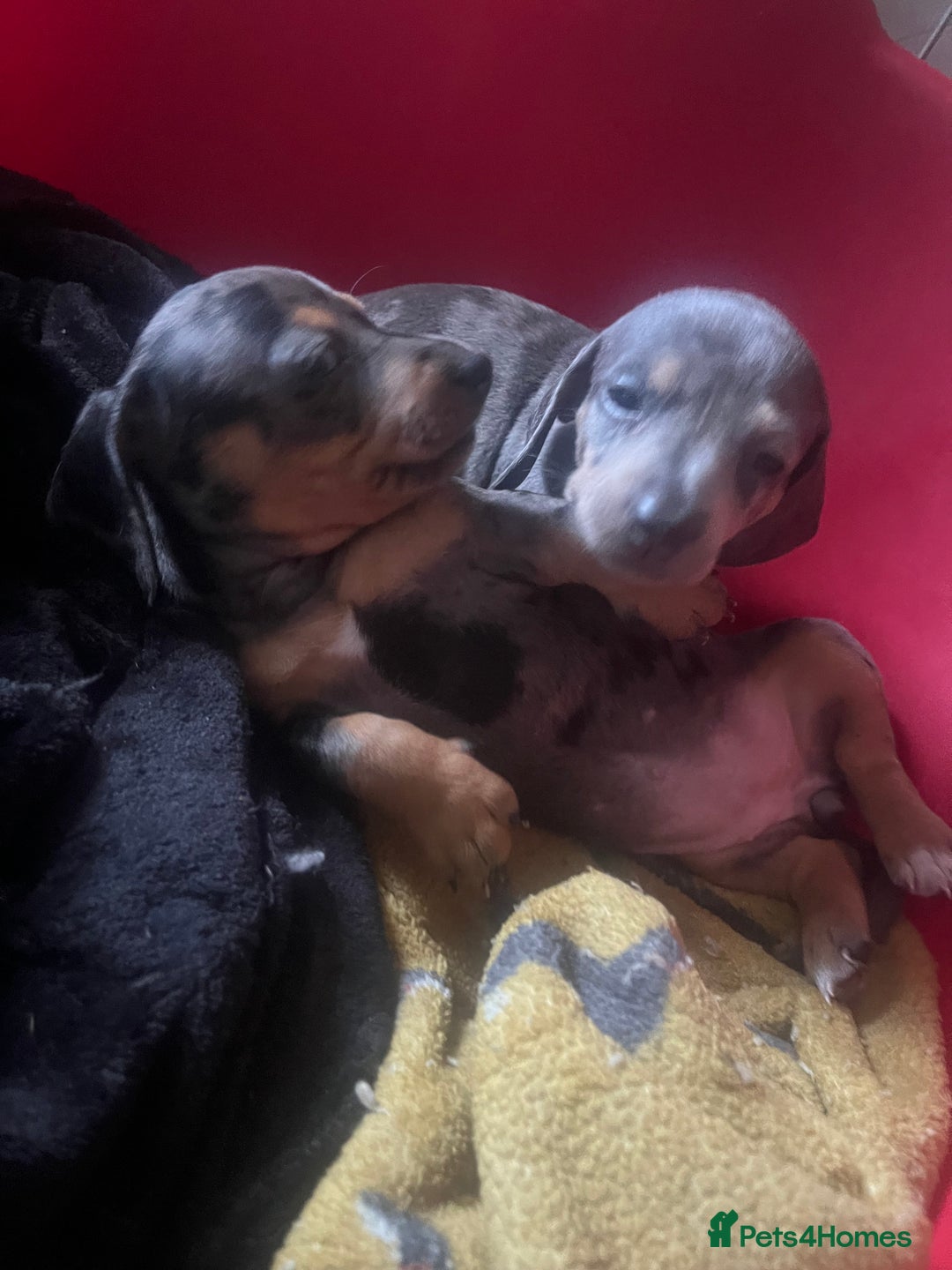 Dachshund dogs for sale: STUNNING dachshund puppies 2 boys 2 girls  - Image 12