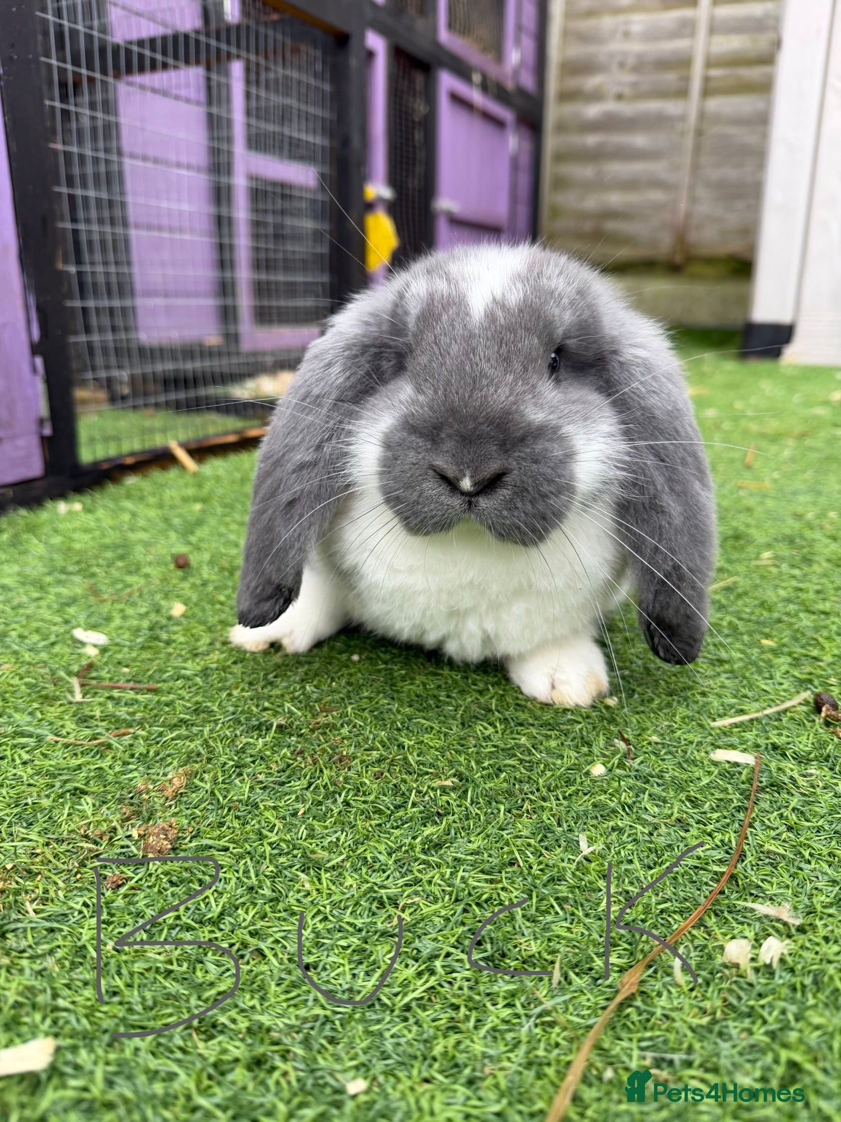 French Lop rabbits French lops  - Advert 2