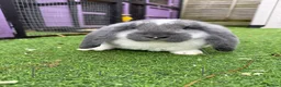 French Lop rabbits for sale: French lops  - Advert 4