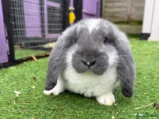 French Lop rabbits French lops - Advert 2