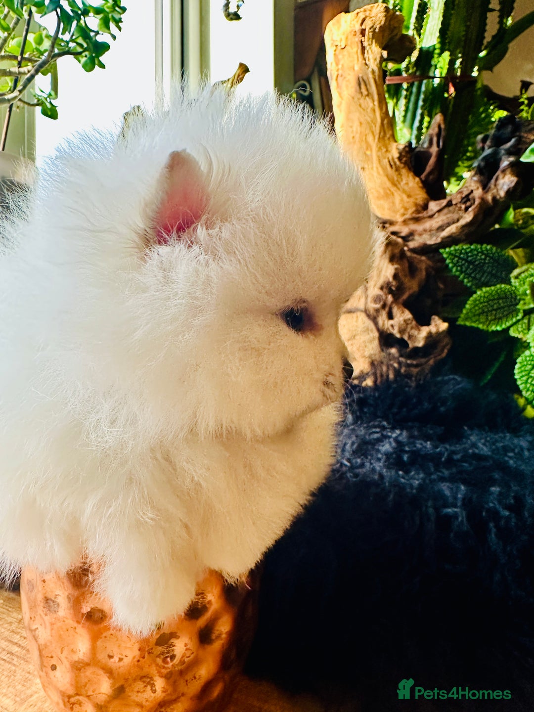 Pomeranian dogs for sale: KC white pomeranians  for reservation!  - Advert 15